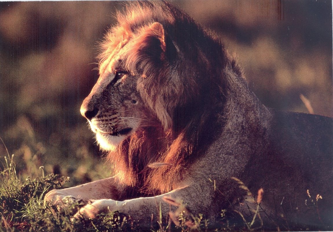 LAST-BIG-CATS-2.jpg